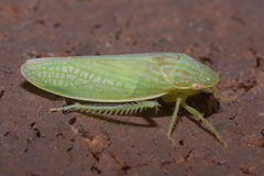 Gyponana