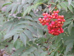 Sorbus commixta