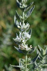 Marrubium peregrinum