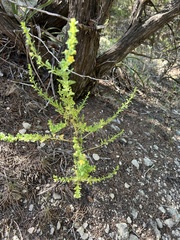 Amaranthus albus