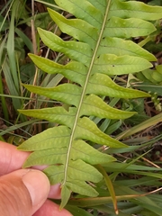 Polypodium vulgare