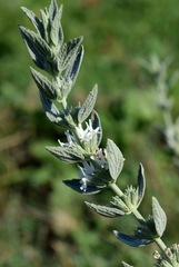 Marrubium peregrinum