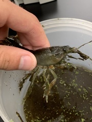 Faxonius virilis