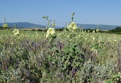 Alcea rugosa