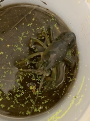 Faxonius virilis