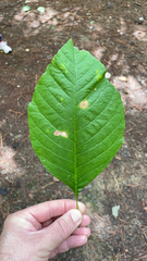 Magnolia acuminata