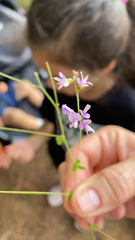 Lespedeza procumbens