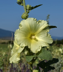 Alcea rugosa