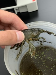 Faxonius virilis