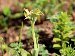 Pterygodium catholicum