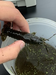 Faxonius virilis