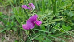 Lathyrus latifolius