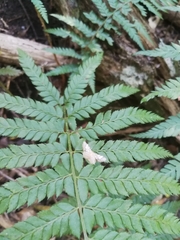 Polystichum pungens