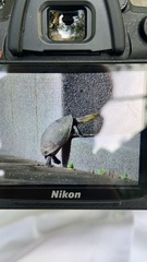 Cuora amboinensis kamaroma