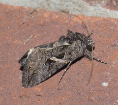 Ctenoplusia oxygramma