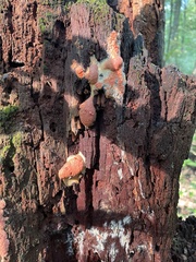 Tubifera