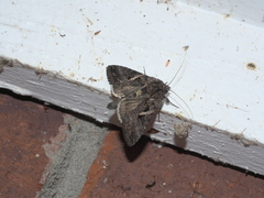 Ctenoplusia oxygramma