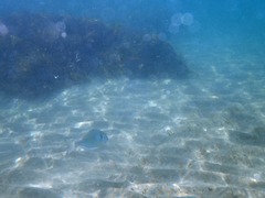 Sparus auratus