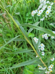 Euthamia graminifolia