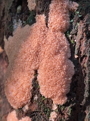 Tubifera