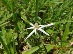 Rhynchospora colorata