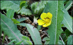 Potentilla reptans