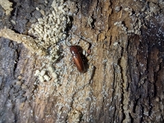 Corticeus