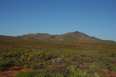 Mesembryanthemum barklyi