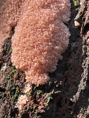 Tubifera