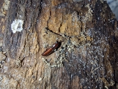 Corticeus