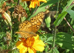 Euptoieta claudia