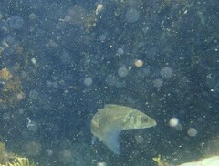 Dicentrarchus labrax