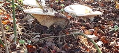 Infundibulicybe geotropa