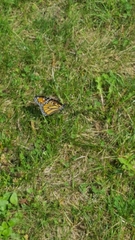 Danaus plexippus plexippus