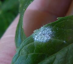 Podosphaera epilobii