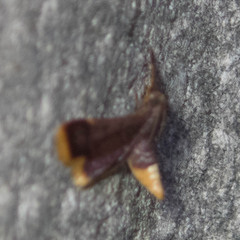 Hypsopygia postflava