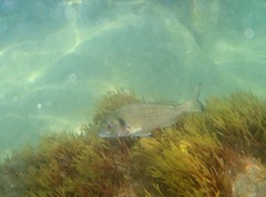 Sparus auratus