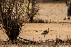 Burhinus senegalensis