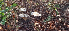 Infundibulicybe geotropa