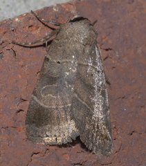 Agnorisma badinodis