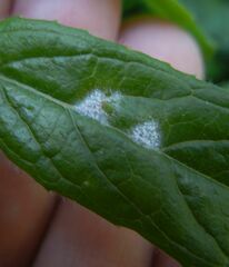 Podosphaera epilobii