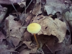 Mycena crocea