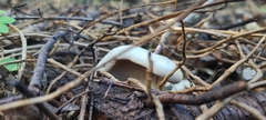 Infundibulicybe geotropa
