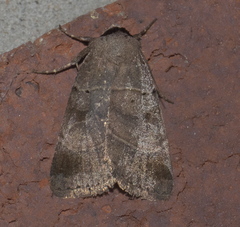 Agnorisma badinodis