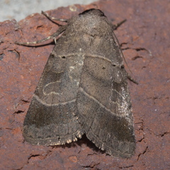 Agnorisma badinodis