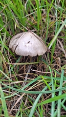 Panaeolus papilionaceus