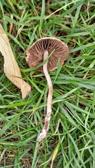 Panaeolus papilionaceus