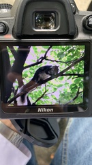 Callosciurus finlaysonii