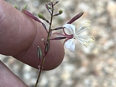 Oenothera filipes