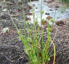 Cyperus granitophilus